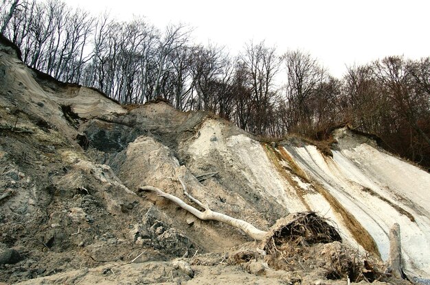 Lage hoek van kale bomen op de berg tegen de lucht in Jasmund National Park