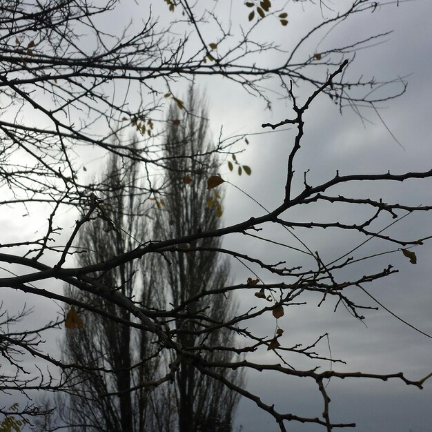 Foto lage hoek van kale bomen tegen de lucht