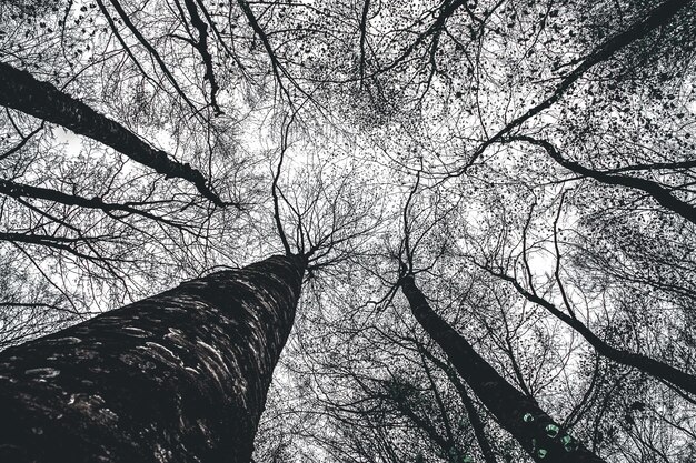 Lage hoek van kale bomen tegen de lucht