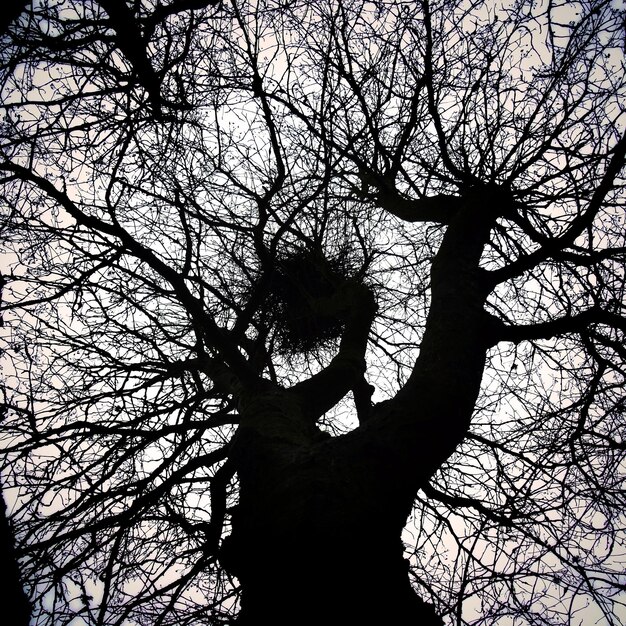 Lage hoek van kale bomen tegen de lucht