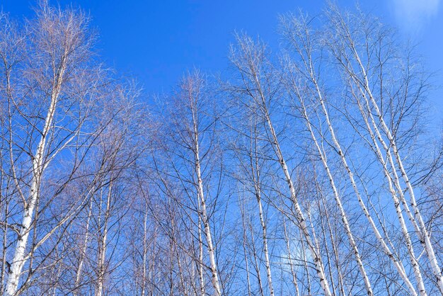Lage hoek van kale bomen tegen een blauwe hemel