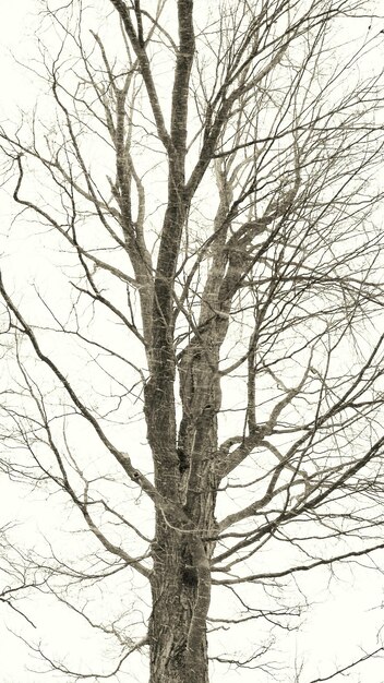 Foto lage hoek van kale bomen