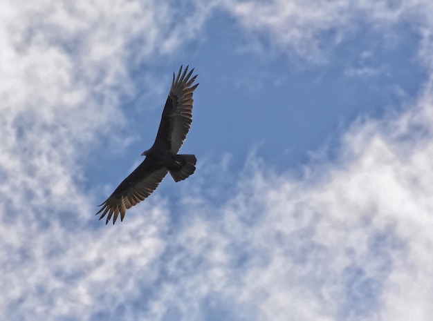 Lage hoek van kalkoen aasvogel in vlucht tegen wolken