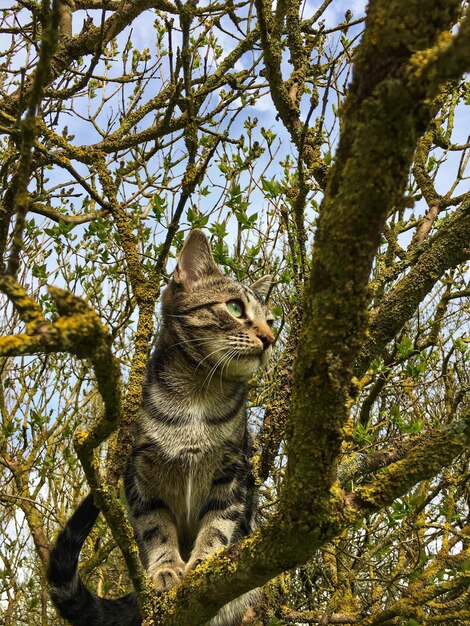 Foto lage hoek van kat op boom