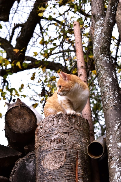 Foto lage hoek van kat op boomstam