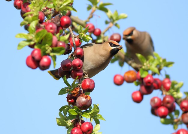 Foto lage hoek van kersen op de boom