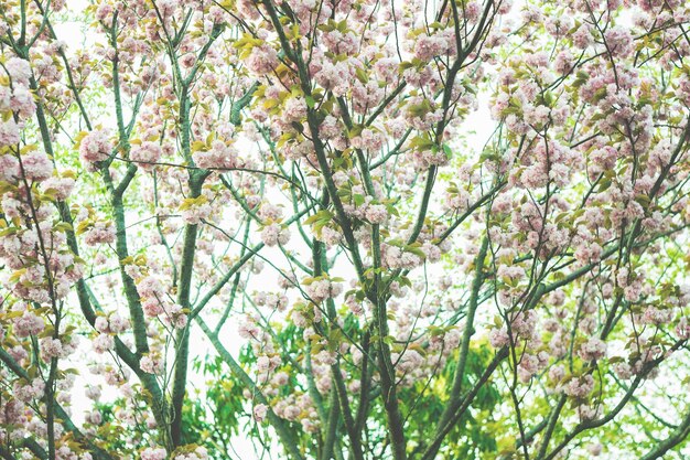 Lage hoek van kersenbloesems in het voorjaar