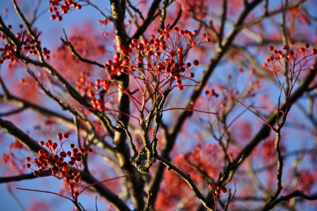 Foto lage hoek van kersenbloesems in het voorjaar