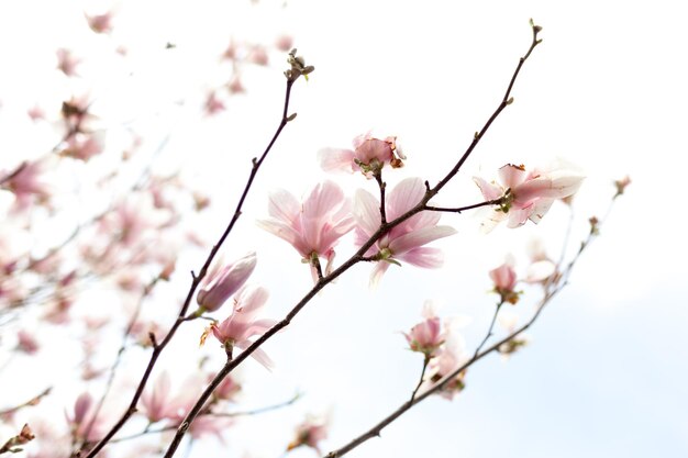 Foto lage hoek van kersenbloesems in het voorjaar