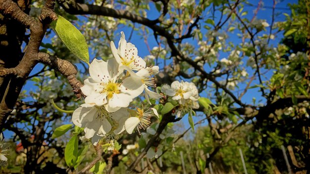 Foto lage hoek van kersenbloesems in het voorjaar