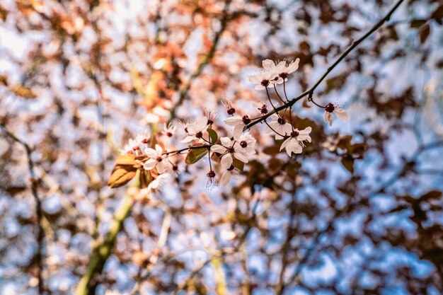 Foto lage hoek van kersenbloesems in het voorjaar