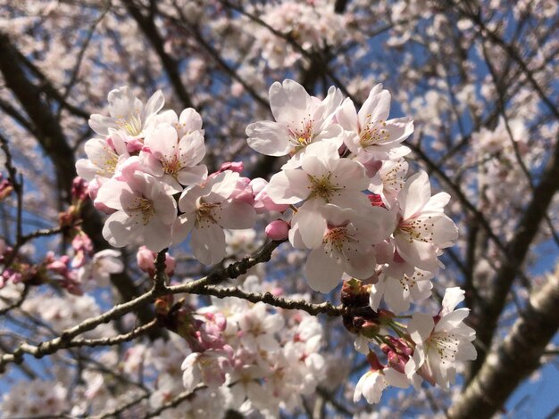 Lage hoek van kersenbloesems in het voorjaar