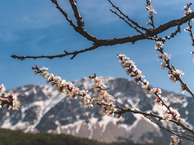 Foto lage hoek van kersenbloesems tegen de lucht en de bergen