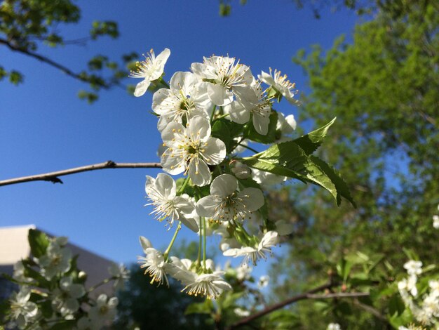 Lage hoek van kersenbloesems tegen de lucht