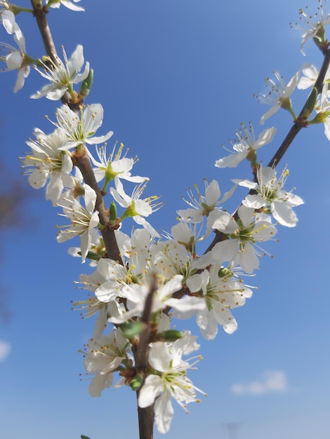 Foto lage hoek van kersenbloesems tegen de lucht