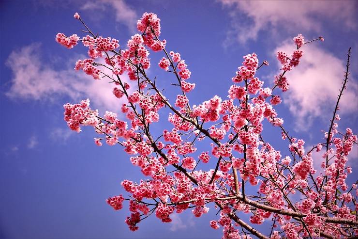 Foto lage hoek van kersenbloesems tegen de lucht