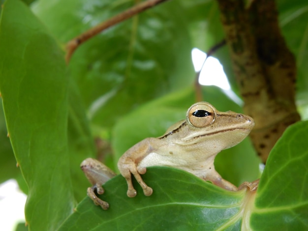 Lage hoek van kikker op blad