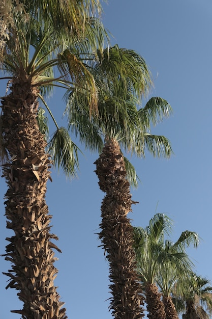 Foto lage hoek van kokospalmbomen tegen een heldere blauwe lucht