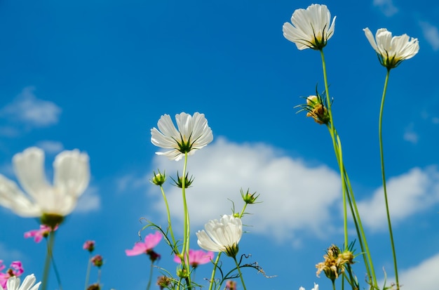 Lage hoek van kosmos bloemen bloeien tegen de blauwe hemel