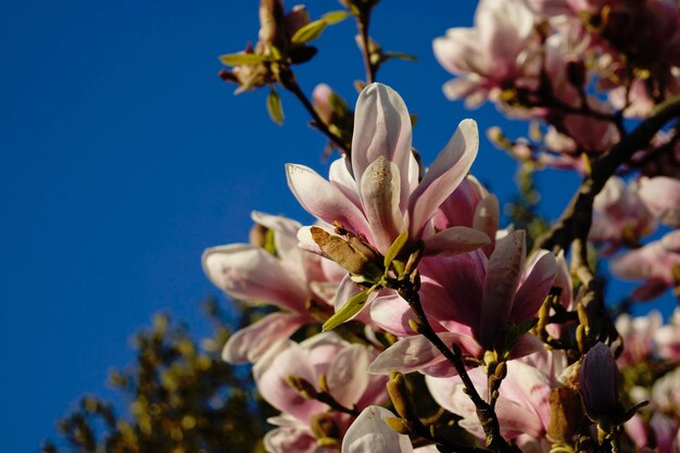 Foto lage hoek van magnolia bloesems tegen de lucht