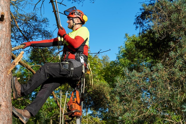 Foto lage hoek van man met kettingzaag op boom