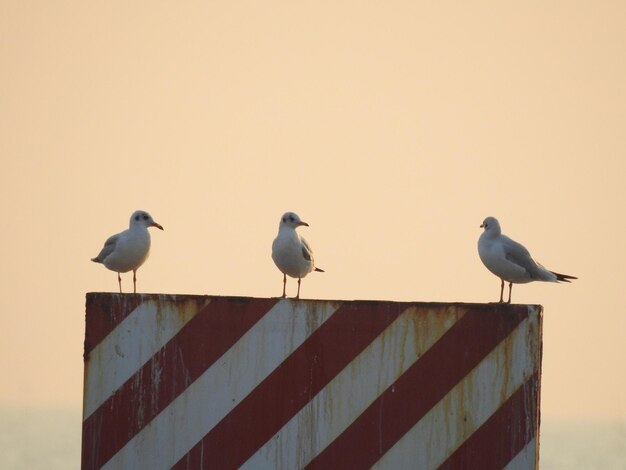 Foto lage hoek van meeuwen die op de muur zitten