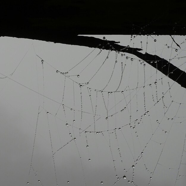 Lage hoek van nat spinnenweb op silhouet boom tegen de lucht