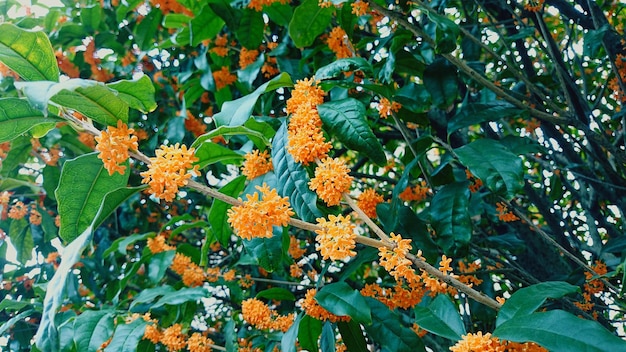 Foto lage hoek van oranje bloemen op een boom