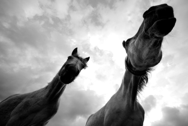 Foto lage hoek van paard tegen de lucht