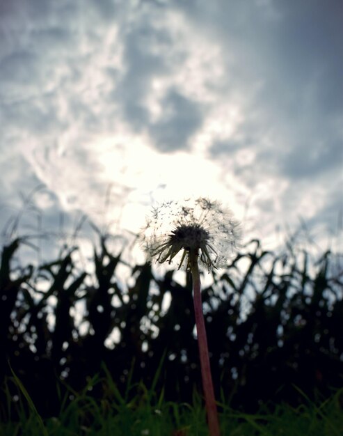 Foto lage hoek van paardenbloem op het veld tegen bewolkte lucht