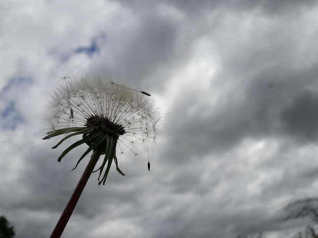 Lage hoek van paardenbloem op plant tegen de lucht