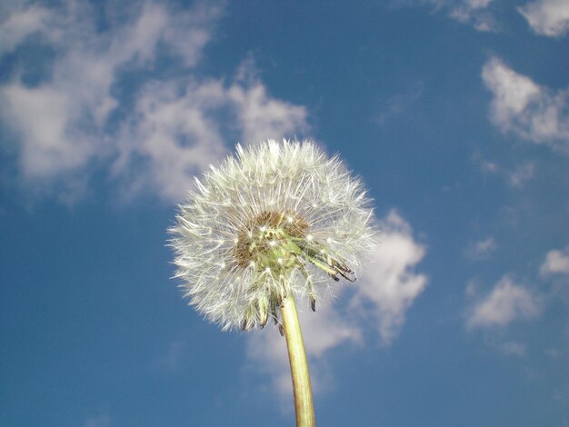 Lage hoek van paardenbloem tegen de lucht