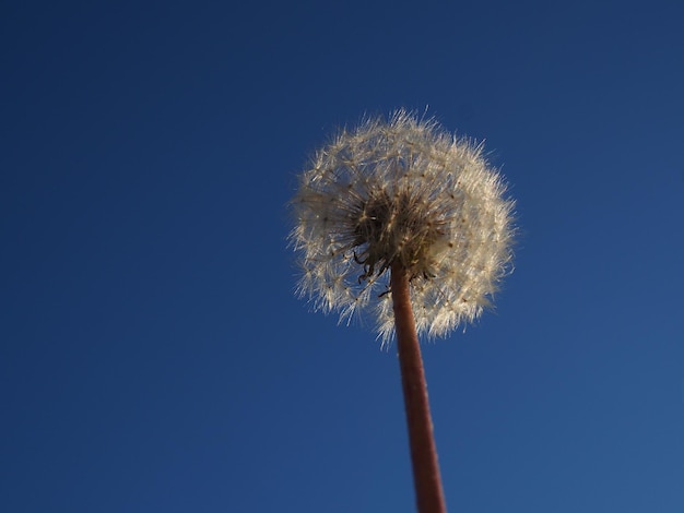 Foto lage hoek van paardenbloem tegen een heldere blauwe hemel