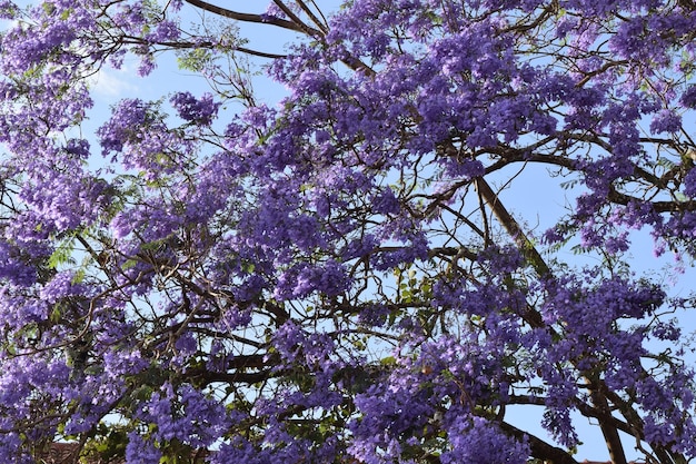 Foto lage hoek van paarse bloemen die op een boom bloeien