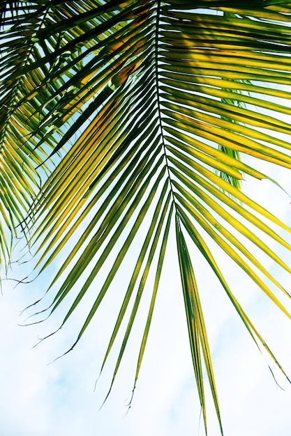 Lage hoek van palmblaadjes tegen de lucht