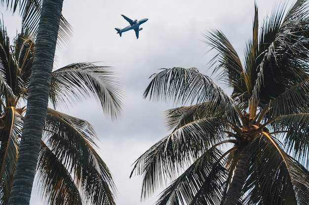 Lage hoek van palmbomen en vliegtuig tegen de lucht