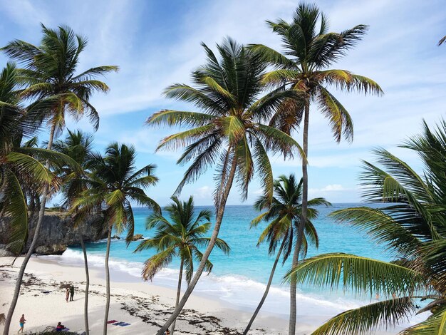 Lage hoek van palmbomen op het strand tegen de lucht