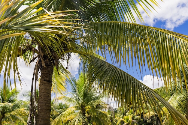 Lage hoek van palmbomen tegen de lucht