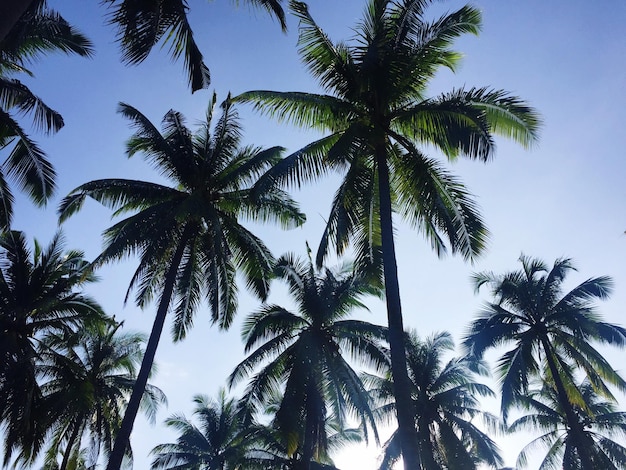 Lage hoek van palmbomen tegen de lucht