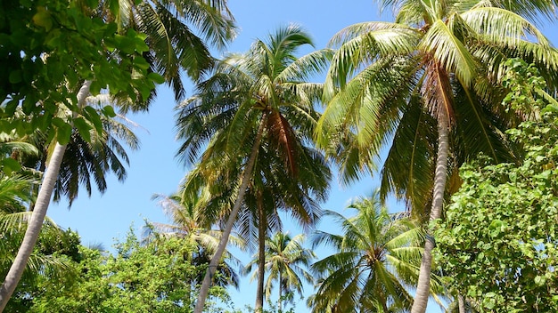 Lage hoek van palmbomen tegen de lucht