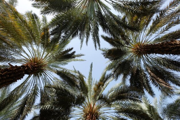 Lage hoek van palmbomen tegen de lucht