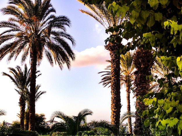Lage hoek van palmbomen tegen de lucht