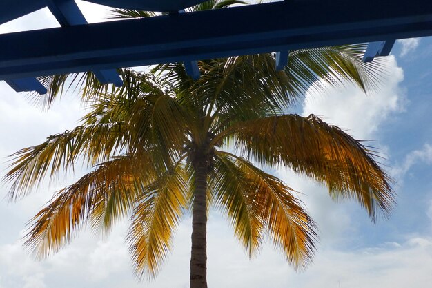 Lage hoek van palmbomen tegen een bewolkte lucht