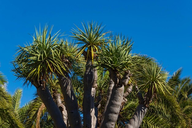 Lage hoek van palmbomen tegen een blauwe hemel