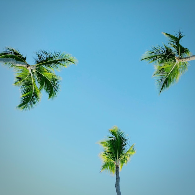 Foto lage hoek van palmbomen tegen een blauwe lucht