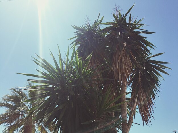 Foto lage hoek van palmbomen tegen een blauwe lucht