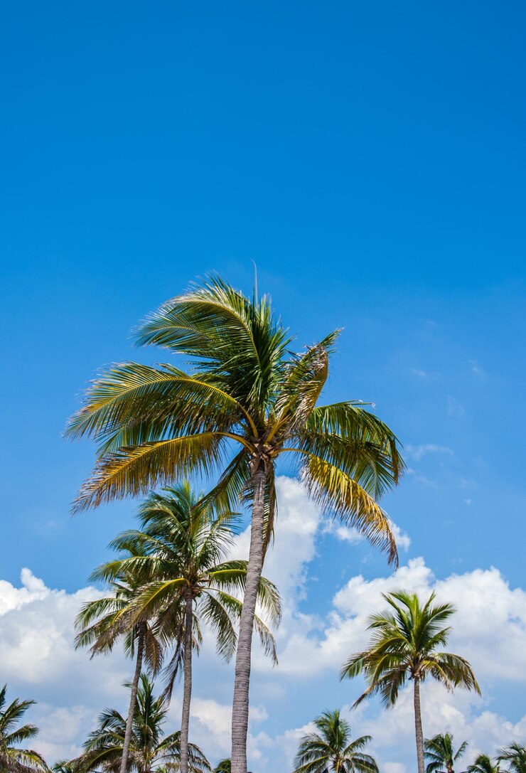 Foto lage hoek van palmbomen tegen een blauwe lucht