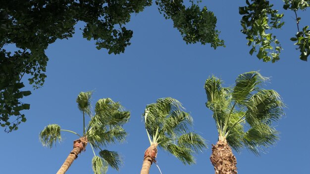 Foto lage hoek van palmbomen tegen een heldere blauwe lucht