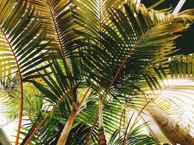 Foto lage hoek van palmbomen