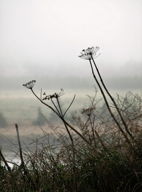 Foto lage hoek van planten die op het veld groeien tegen de lucht